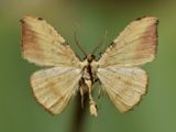 Milocera aurora